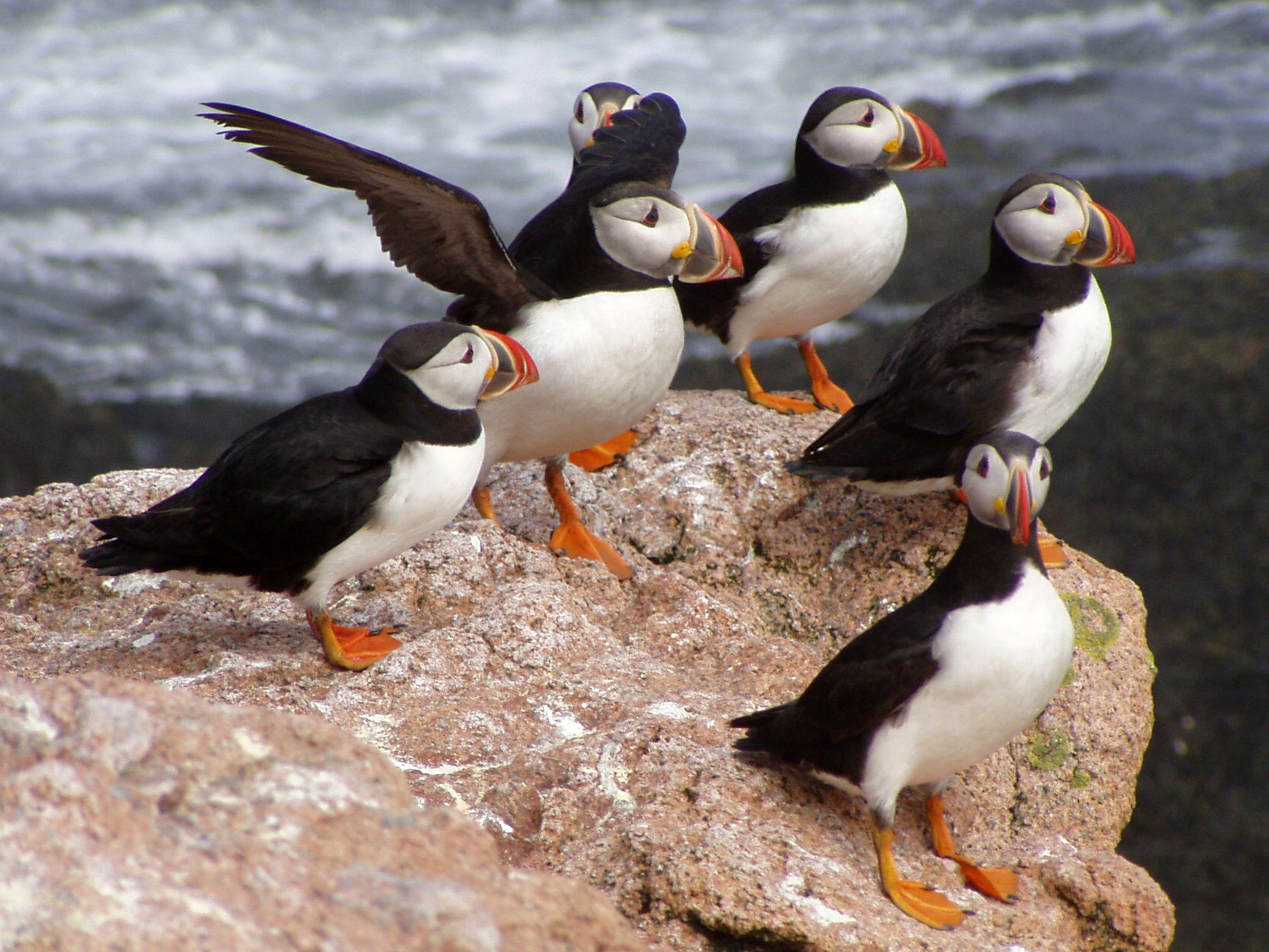 Atlantic Puffins standing on rock